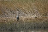 Czapla siwa, Ardea cinerea