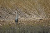 Czapla siwa, Ardea cinerea