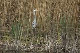 Czapla siwa, Ardea cinerea