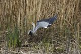 Czapla siwa, Ardea cinerea