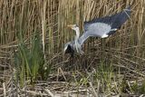 Czapla siwa, Ardea cinerea