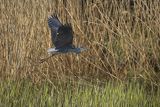 Czapla siwa, Ardea cinerea