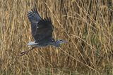 Czapla siwa, Ardea cinerea