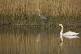 Czapla siwa, Ardea cinerea