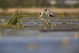 Czapla siwa, Ardea cinerea