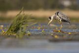 Czapla siwa, Ardea cinerea