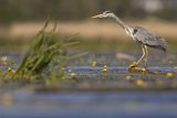 Czapla siwa, Ardea cinerea