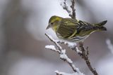 Czyż, czyżyk, Carduelis spinus, samiec