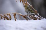 Czyż, czyżyk, Carduelis spinus, samiec