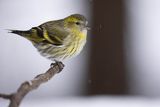 Czyż, czyżyk Carduelis spinus, samica