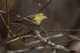 Czyż, czyżyk Carduelis spinus