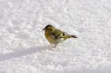 czyż, czyżyk Carduelis spinus