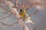 czyż, czyżyk Carduelis spinus