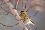 czyż, czyżyk Carduelis spinus