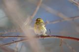 czyż, czyżyk Carduelis spinus