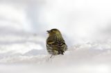 czyż, czyżyk Carduelis spinus