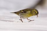 czyż, czyżyk Carduelis spinus