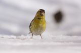 czyż, czyżyk Carduelis spinus