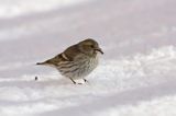 czyż, czyżyk Carduelis spinus