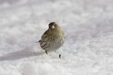 czyż, czyżyk Carduelis spinus