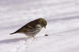 czyż, czyżyk Carduelis spinus