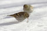 czyż, czyżyk Carduelis spinus