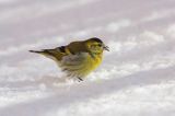 czyż, czyżyk Carduelis spinus