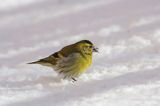 czyż, czyżyk Carduelis spinus