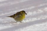 czyż, czyżyk Carduelis spinus