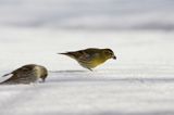 czyż, czyżyk Carduelis spinus