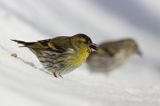 czyż, czyżyk Carduelis spinus