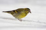 czyż, czyżyk Carduelis spinus