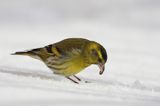 czyż, czyżyk Carduelis spinus