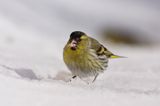 czyż, czyżyk Carduelis spinus