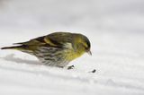 czyż, czyżyk Carduelis spinus