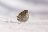 czyż, czyżyk Carduelis spinus