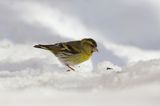 czyż, czyżyk Carduelis spinus