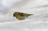 czyż, czyżyk Carduelis spinus