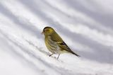 czyż, czyżyk Carduelis spinus