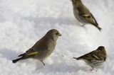 dzwoniec Carduelis chloris i czyże, czyżyki Carduelis spinus