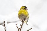 czyż, czyżyk Carduelis spinus, samiec