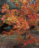 dąb czerwony, Quercus rubra, syn Quercus borealis, Puszcza Bydgoska