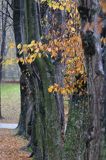 Dąbrówka Starzeńska, zespół parkowo pałacowy, aleja drzew