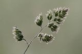 Kupkówka pospolita, Dactylis glomerata, rajgras niemiecki, trawa z rodziny wiechlinowatych, Bieszczady