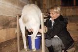 agroturystyka dojenie kozy