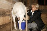 agroturystyka dojenie kozy