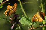 Dostojka malinowiec, perłowiec malinowiec, Argynnis paphia, samiec