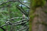 Drozd obrożny, Turdus torquatus