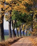 jesienna droga na skraju Puszczy Boreckiej