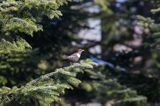 Drozd obrożny, Turdus torquatus, samiec